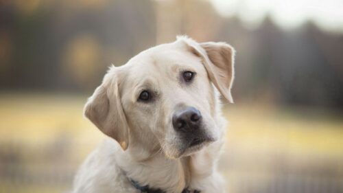 Dog, Labrador, Look, Face, Sad HD Wallpapers Free Download