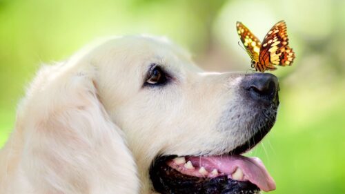 Dog, Muzzle, Butterfly, Tongue, Sticking HD Wallpapers Free Download