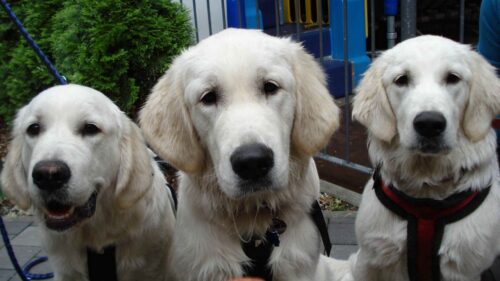 Dog, Muzzle, Labrador HD Wallpapers Free Download