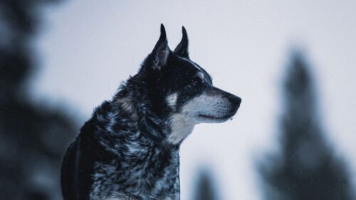 Dog, Nature, Snow HD Wallpapers Free Download