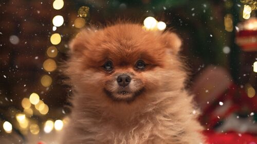 Dog, New Year, Sock HD Wallpapers Free Download