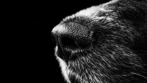 Dog, Nose, Bw HD Wallpapers Free Download