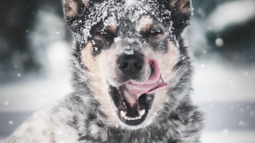 Dog, Protruding, Tongue, Snow HD Wallpapers Free Download