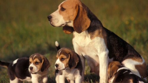 Dog, Puppy, Grass, Sit HD Wallpapers Free Download