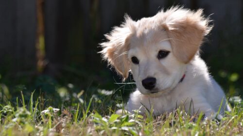 Dog, Puppy, Nature HD Wallpapers Free Download