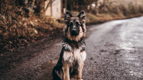 Dog, Shepherd, Sits HD Wallpapers Free Download