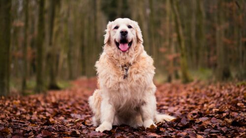 Dog, Sitting, Autumn, Foliage HD Wallpapers Free Download
