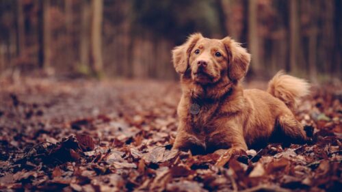 Dog, Sitting, Foliage HD Wallpapers Free Download