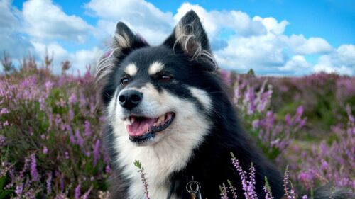 Dog, Spotted, Grass, Flowers HD Wallpapers Free Download
