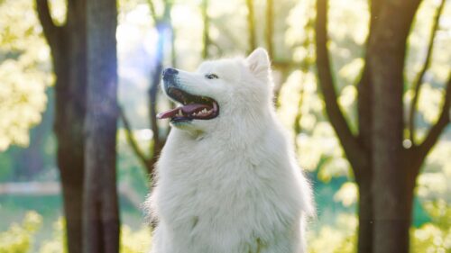 Dog, White, Fluffy HD Wallpapers Free Download