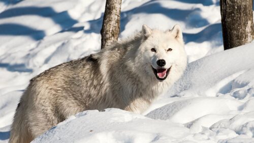 Dog, Wolf, Snow, Winter HD Wallpapers Free Download