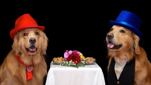 Dogs, Flowers, Hats, Food HD Wallpapers Free Download