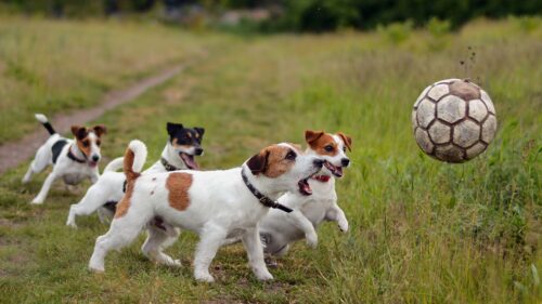 Dogs, Puppies, Ball, Playful, Grass HD Wallpapers Free Download