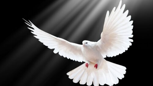 Dove, Scale, Wings, Light HD Wallpapers Free Download