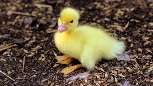 Duckling, Chick, Baby Wallpapers Free Download