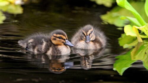 Ducks, Water, Swim, Grass Wallpapers Free Download
