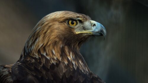 Eagle, Bird, Beak Wallpapers Free Download