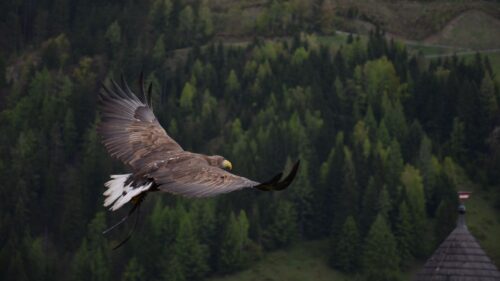 Eagle, Bird, Flying, Forest, Trees Wallpapers Free Download