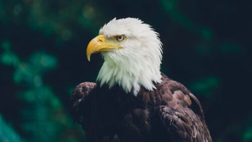 Eagle, Bird, Glance Wallpapers Free Download