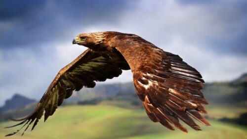 Eagle, Flying, Sky, Bird, Predator Wallpapers Free Download
