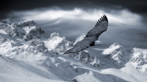 Eagle, Mountain, Sky, Snow, Hills, Birds, Predators Wallpapers Free Download