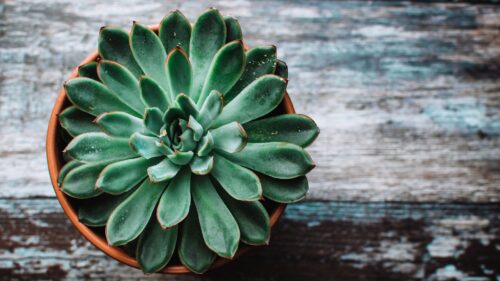Echeveria, Succulent, Pot Wallpapers Free Download