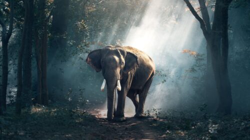 Elephant, Forest, Trees Wallpapers Free Download