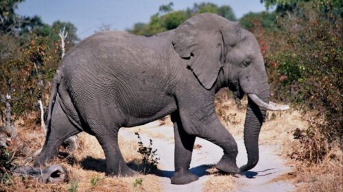 Elephant, Road, Dust, Walk Wallpapers Free Download