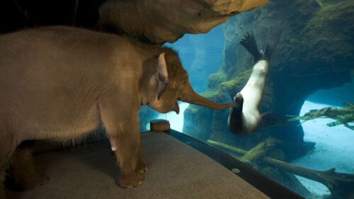 Elephant, Seal, Friends Wallpapers Free Download