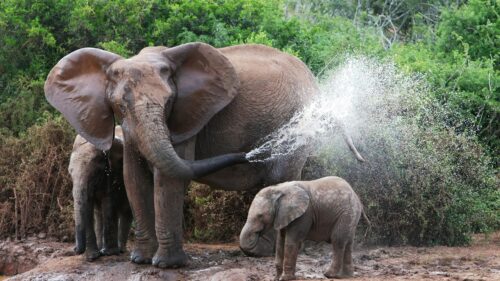 Elephants, Bathing, Female, Elephant, Calves, Water Wallpapers Free Download
