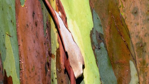 Eucalyptus, Bark, Tree Wallpapers Free Download