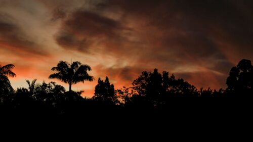 Evening, Trees, Outlines Wallpapers Free Download