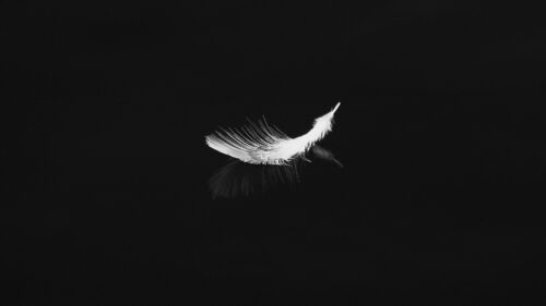 Feather, Reflection, White Desktop Wallpapers Free Download