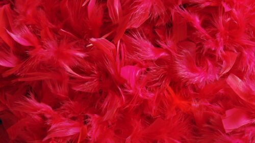 Feathers, Down, Red Desktop Wallpapers Free Download