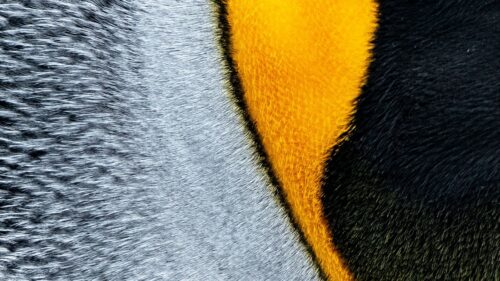 Feathers, Macro, Texture Desktop Wallpapers Free Download
