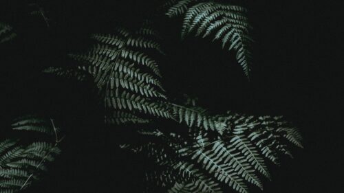 Fern, Dark, Darkness Desktop Wallpapers Free Download