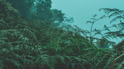 Fern, Leaves, Green Desktop Wallpapers Free Download (2)