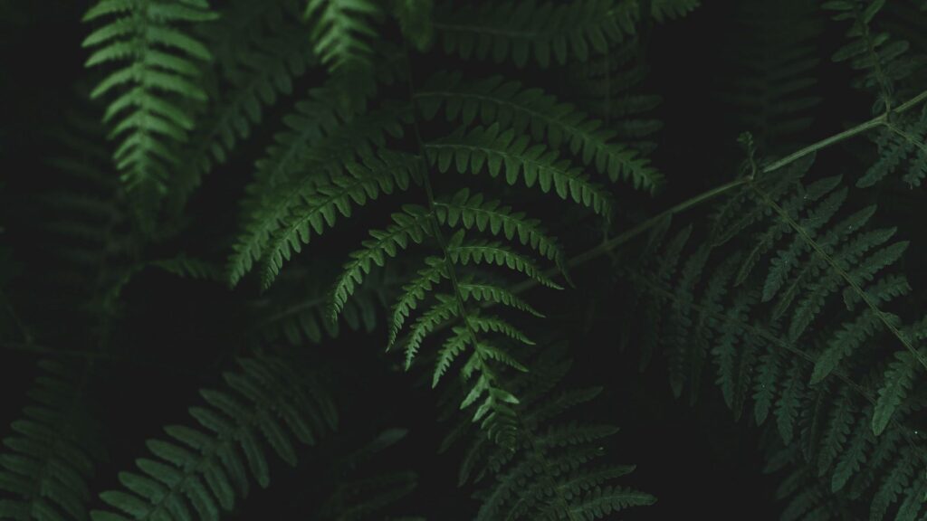 Previous