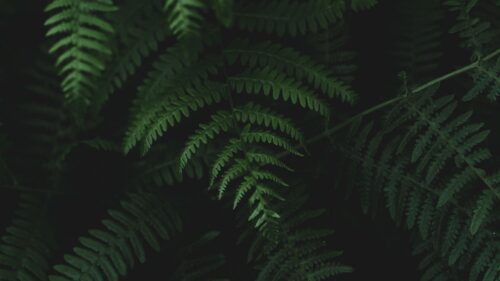 Fern, Leaves, Plants Desktop Wallpapers Free Download