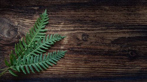 Fern, Plant, Leaves Desktop Wallpapers Free Download