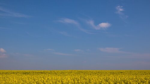 Field, Horizon, Flowers Desktop Wallpapers Free Download