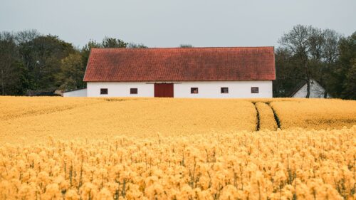 Field, Mustard, Building Desktop Wallpapers Free Download