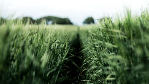 Field, Rye, Green Desktop Wallpapers Free Download