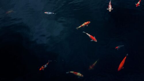 Fish, Aquarium, Dark Desktop Wallpapers Free Download