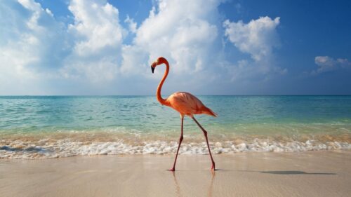 Flamingo, Bird, Beach, Sea Desktop Wallpapers Free Download