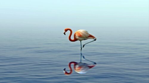 Flamingo, Reflection, Lake Desktop Wallpapers Free Download