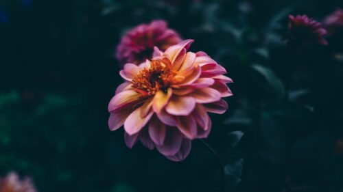 Flower, Blooming, Bud Desktop Wallpapers Free Download