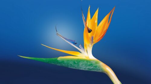 Flower, Bud, Close Up Desktop Wallpapers Free Download