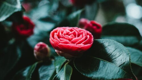 Flower, Bud, Red Desktop Wallpapers Free Download (2)