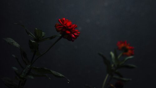 Flower, Bud, Red Desktop Wallpapers Free Download